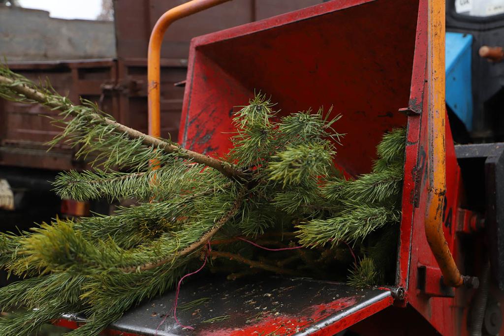 После праздников жители Подольска могут сдать новогодние елки на переработку