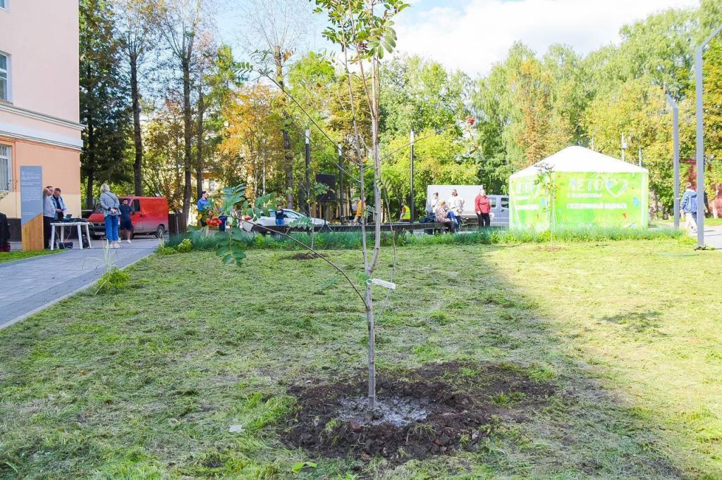 Проведено дополнительное озеленение нового сквера в мкр. Климовск