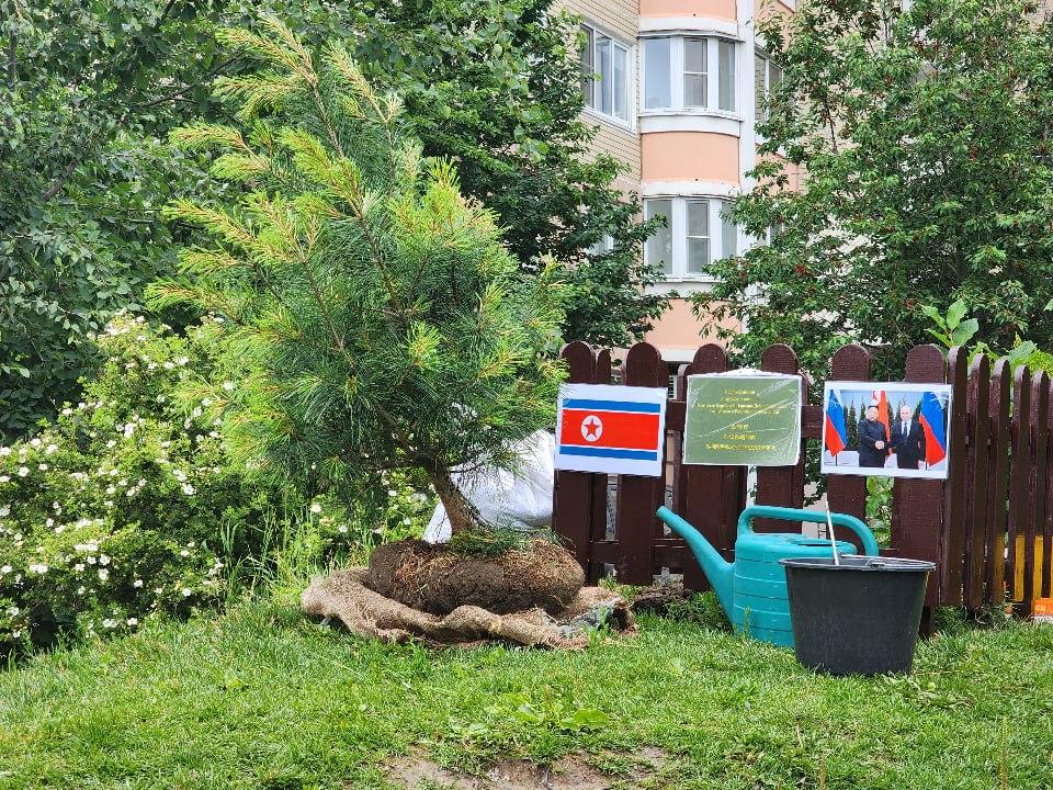 «Кедр дружбы» посадили в Подольске