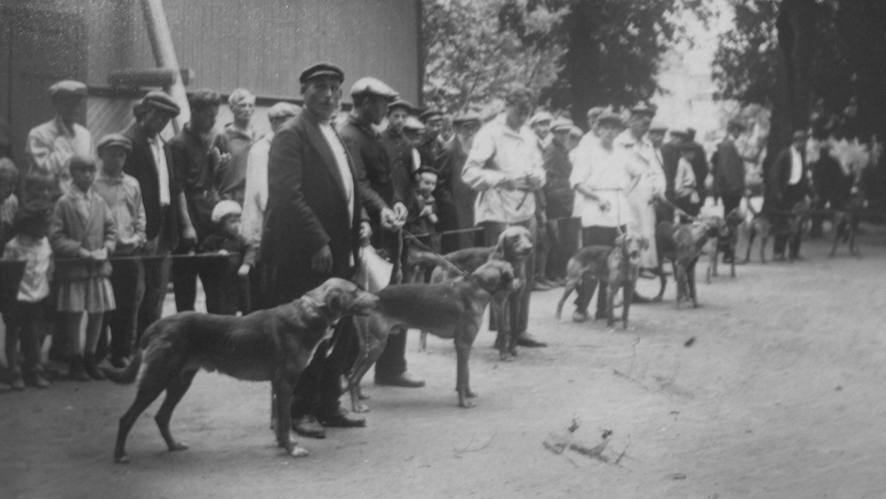 Город собак выставка. На выставке собак. Первая выставка собак. Выставка собак 19 век. Первая выставка собак в России.