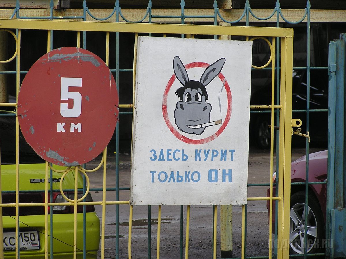 Картинка курящая свинья