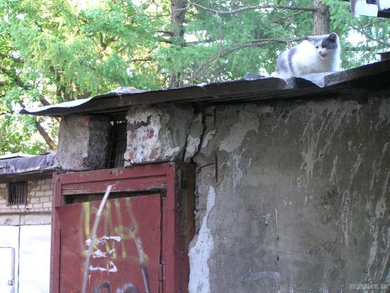 Гаражная кошка 