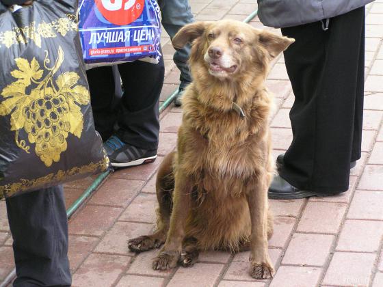 Собачка 