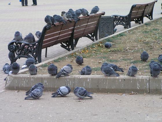 Хозяева 