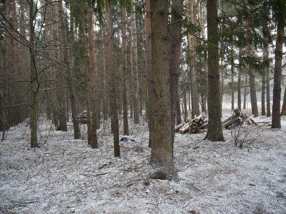 Елочки 