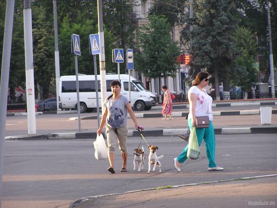 Дама с собачками 