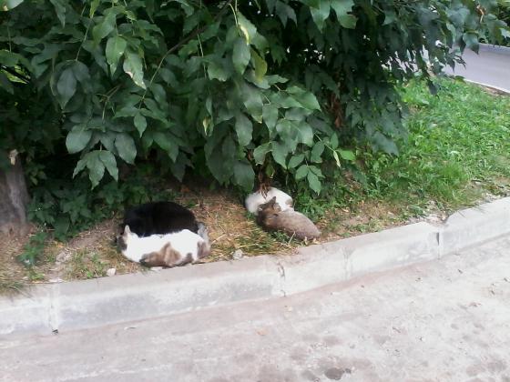 Кошки 