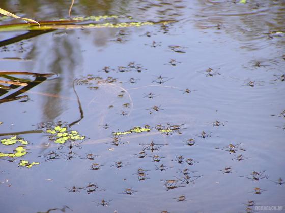 Водомерки 