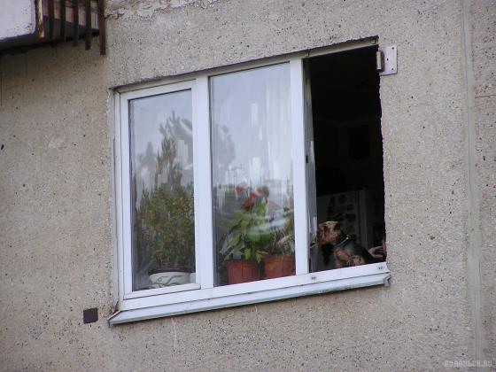 Йорик в окошке 
