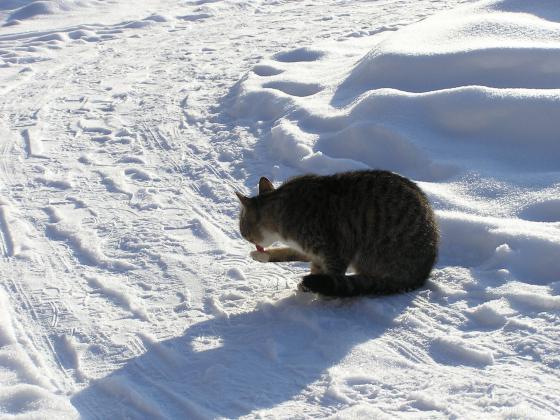 Кот на снегу 