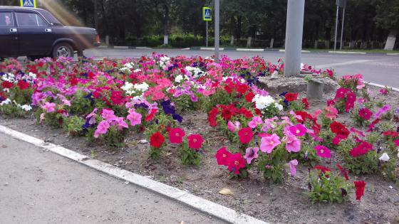 Б. Серпуховская, цветы 