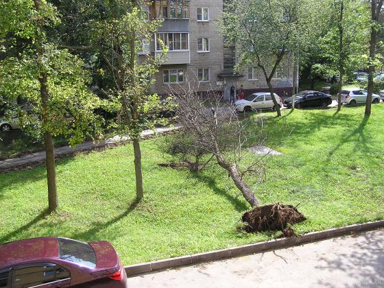 Упавшее засохшее дерево во дворе 