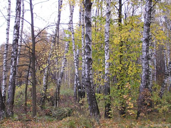 В березовой роще 
