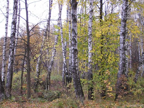 В березовой роще 