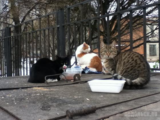 Уличные кошки 