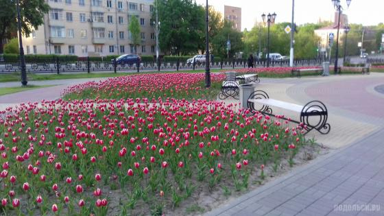 Тюльпаны на улице Кирова 