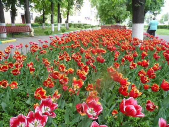 Тюльпаны в Подольске 