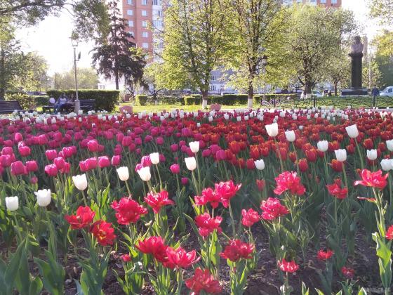 Тюльпаны на улице Кирова 
