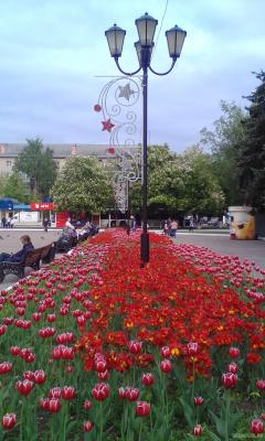 Тюльпаны на Октябрьской площади 