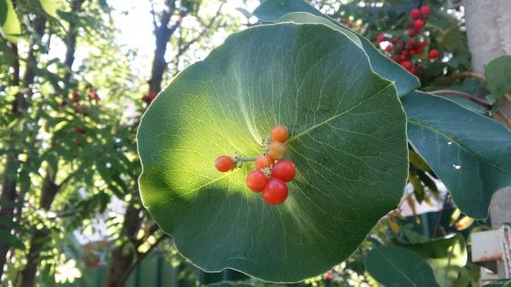 Каприфоль (Lonicera caprifolium) - жимолость козья