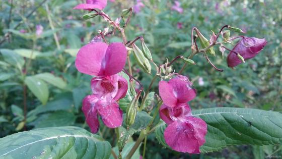 Бальзамин железистоносный (Impatiens glandulifera) - недотрога