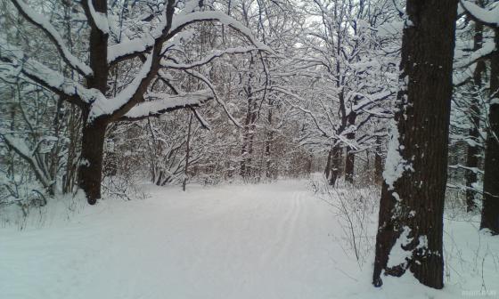 Рождественский лес на Весенней. 7 января 2019