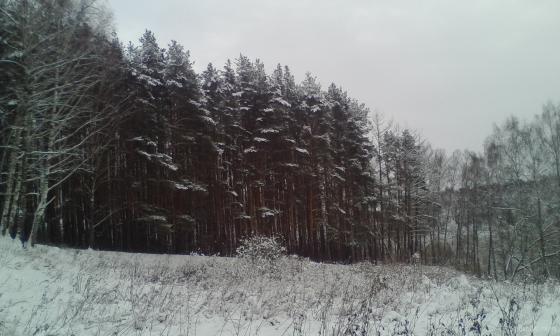 Лесной массив Весенняя. 12.2018 