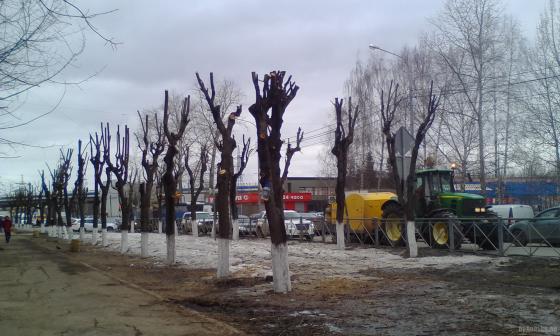 Заводская улица. Клены после обрезки, трактор. 28.03.2019 