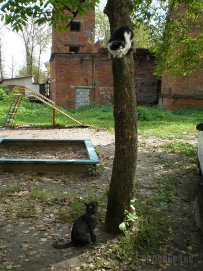 Коты 