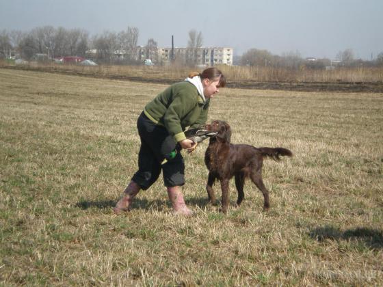 Натаска подружейных собак 