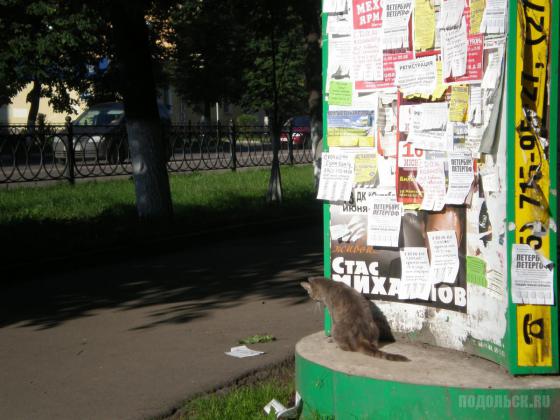Кот охотится на объявления 