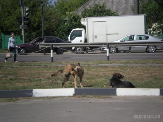 Бобики 