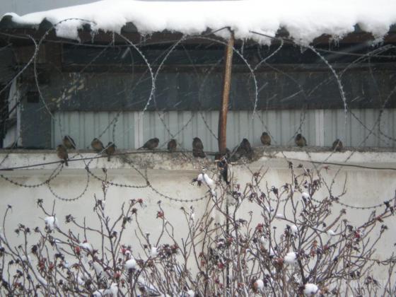 Воробьи на Рязановском ш. 