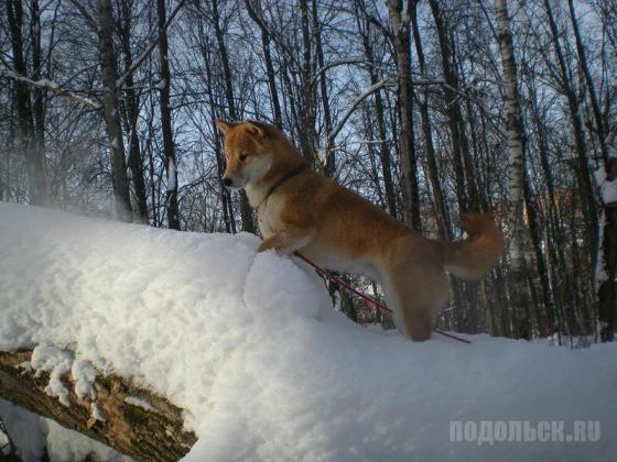 На прогулке в парке  