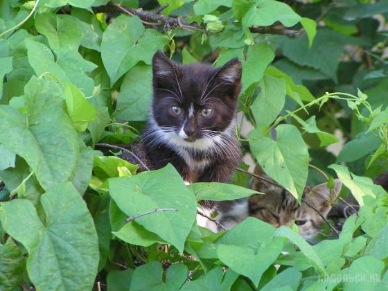 Котята 