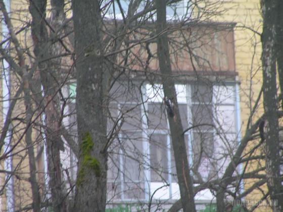 Дятел в городе 