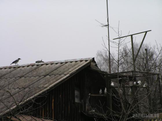 Птички 