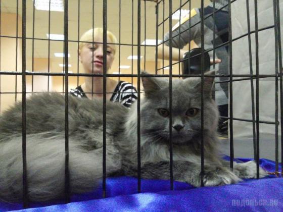 Выставка кошек в ДК ЗиО 24.11.13