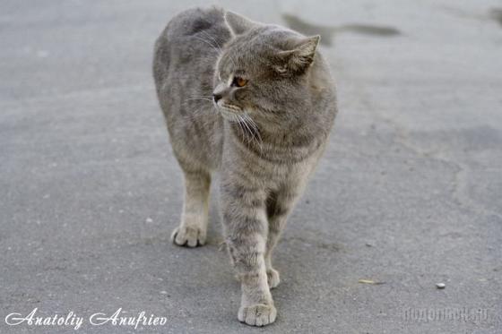 Подольский абориген 